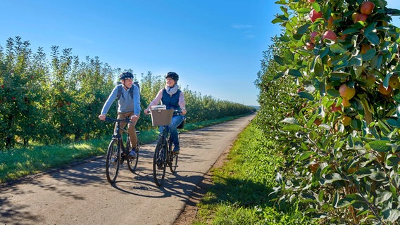 Zwei Radfahrende fahren zwischen Apfelplantagen im Alten Land. © Tourismusverband Landkreis Stade 