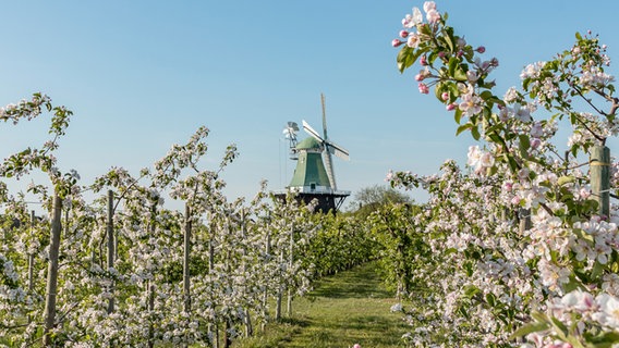 Blühende  Obstbäume im Alten Land, dahinter eine Windmühle. © Tourist Info Altes Land Foto: Sven Mirow Photography