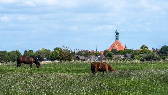 Blick auf die St. Bartholomäus-Kirche zu Wesselburen von Süderdeich aus gesehen © NDR Foto: Christine Raczka