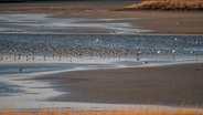 Ein Vogelschwarm sitzt am seichten Wasser des Rantumbeckens. © picture alliance / Zoonar 