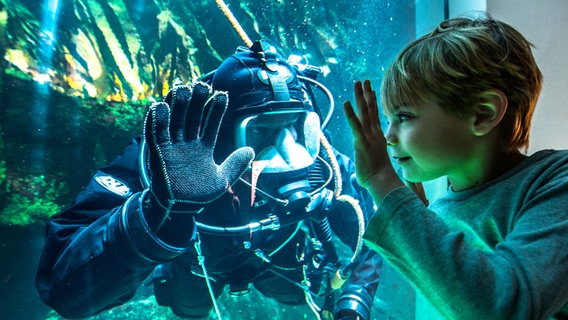 Ein Taucher und ein Junge begrüßen sich durch die Scheibe eines Aquariums im Multimar Wattforum. © LKN.SH Foto: Franke