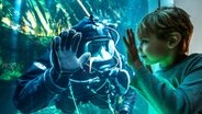 Ein Taucher und ein Junge begrüßen sich durch die Scheibe eines Aquariums im Multimar Wattforum. © LKN.SH Foto: Franke