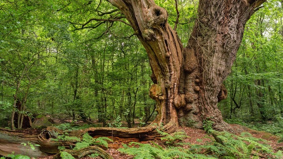 Die Friederikeneiche  im jahrhundertealten Wald Hasbruch bei Bremen © picture alliance / blickwinkel/C. Kaiser | C. Kaiser 