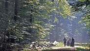 Spaziergänger gehen durch den Wald im Naturschutzgebiet Hasbruch bei Ganderkesee. © dpa Foto: Carmen Jaspersen