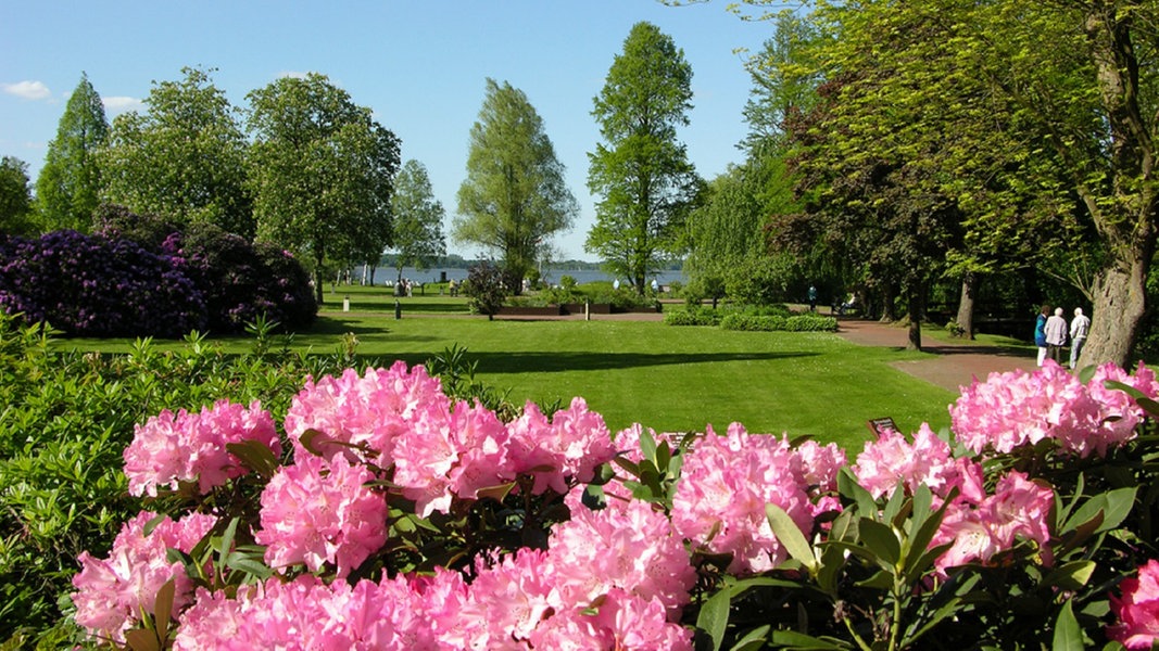 Ammerland: Cycling and rhododendrons on the Zwischenahner Meer |  > – Guide – Travel