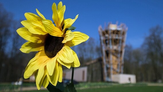 Eine künstliche Sonnenblume steht auf dem Gelände der Landesgartenschau Bad Iburg. © dpa-Bildfunk Foto: Friso Gentsch/dpa
