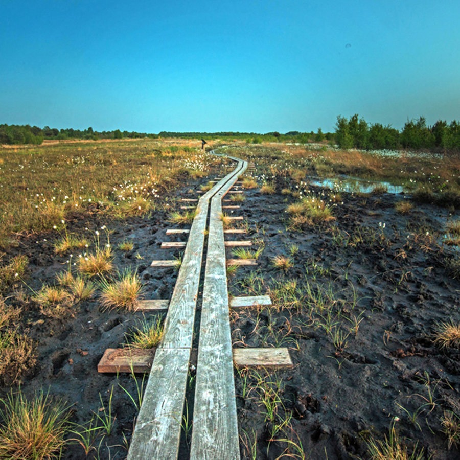 Ein Holzweg verläuft durch eine Moorlandschaft bei Diepholz. © Europäisches Fachzentrum Moor und Klima Wagenfeld Foto: Remigius Konietzny