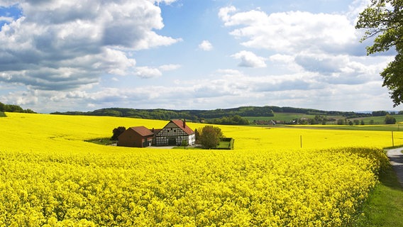 Blick auf ein Bauernhaus in einem blühenden Rapsfeld im Osnabrücker Land © Tourismusverband Osnabrücker Land 