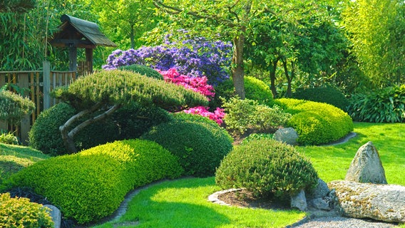 Box trees and blooming rhododendrons in the Park of Gardens in Bad Zwischenahn.  © imago/perspective 