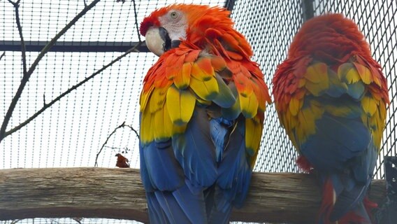Zwei  Ara-Papageien im Vogelpark Niendorf. © NDR Foto: Kathrin Weber
