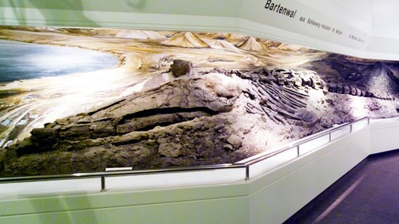 Fossiles Skelett eines Bartenwals im Museum für Natur und Umwelt in Lübeck © Museum für Natur und Umwelt Lübeck 