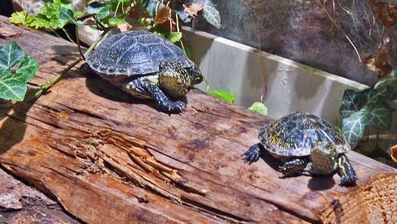 Zwei Sumpfschildkröten im Museum für Natur und Umwelt in Lübeck © NDR Foto: Irene Altenmüller