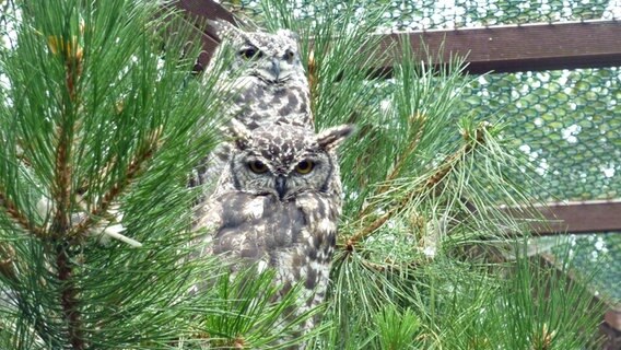 Zwei Käuze im Vogelpark Niendorf © NDR Foto: Kathrin Weber