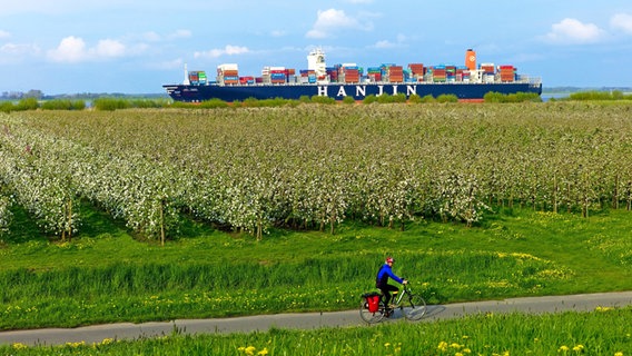 A cyclist rides on the Elbe cycle path through the Altes Land past flowering fruit trees, in the background a container ship can be seen on the Elbe.  © picture alliance/blickwinkel Photo: G. Franz