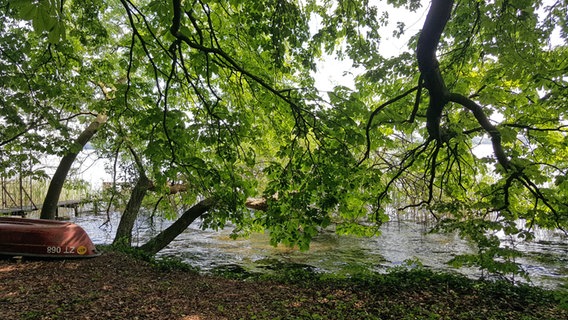 Blick durch tiefhängende Äste großer Bäume auf den Schaalsee bei Zarrentin. © NDR Foto: Kathrin Weber