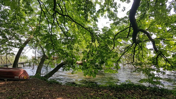 Blick durch tiefhängende Äste großer Bäume auf den Schaalsee bei Zarrentin. © NDR Foto: Kathrin Weber