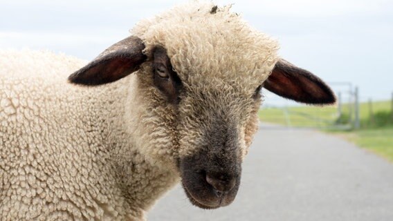 Ein Schaf am Deich schaut direkt in die Kamera. © NDR Foto: Anja Deuble
