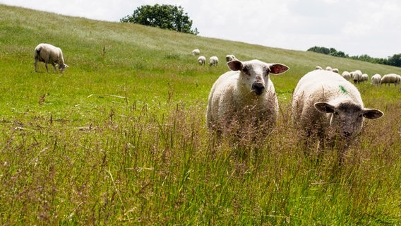 Grasende Schafe am Haseldorfer Deich an der Elbe. © NDR Foto: Anja Deuble
