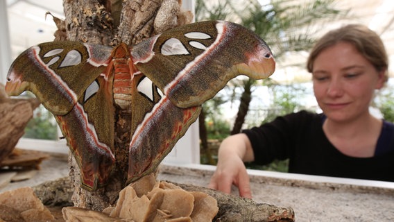 Ein Schmetterling der Art "Attacus Caesar" im Tropenhaus des "Garten der Schmetterlinge" in Friedrichsruh, dahinter eine Biologin. © picture alliance / dpa Foto: Christian Charisius