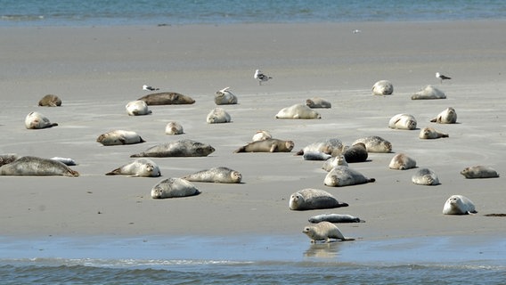Seehunde liegen auf einer Sandbank vor der Halbinsel Nordstrand. © picture alliance / dpa Foto: Christian Charisius