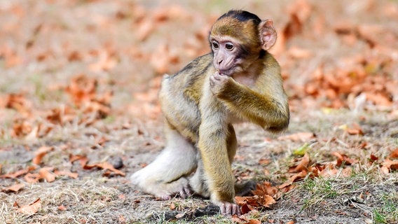 Ein Äffchen im Tiergarten Neustrelitz. © Tiergarten Neustrelitz Foto: Peggy Schröder