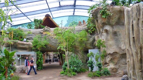 Blick in die neue Tropenhalle im Darwineum des Rostocker Zoos © NDR Foto: Irene Altenmüller