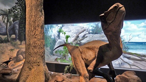 Modell eines Dinosaurirers in einem Ausstellungsraum des Darwineums des Rostocker Zoos © NDR Foto: Irene Altenmüller