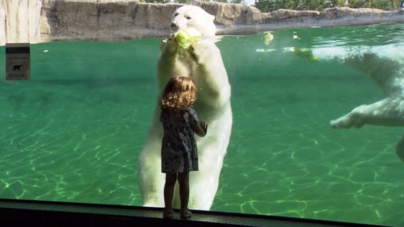 Ein kleines Mädchen steht im Zoo Rostock vor einer Panoramascheibe von einem Wasserbecken, in dem ein Eisbär steht und einen Salat frisst. © NDR 