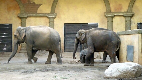 Elefanten mit Nachwuchs in Hagenbecks Tierpark. © NDR Foto: Kathrin Weber