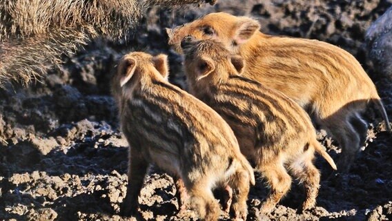 Drei Frischlinge tummeln sich um die Zitzen des Mutterschweins © Wildpark Schwarze Berge Foto: J. Mohr