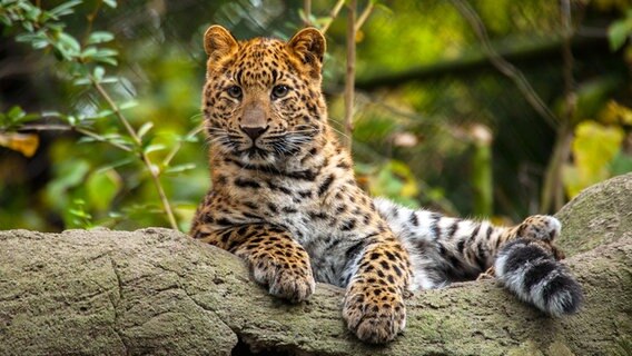 Nordchinesischer Leopard im Tierpark Hagenbeck in Hamburg. © Hagenbeck Foto: Lutz Schnier