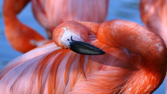 Ein Flamingo in Hagenbeck's Tierpark.  Foto: Lutz Schnier