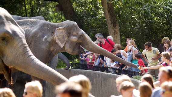 Elefanten füttern in Hagenbeck's Tierpark.  Foto: Uwe Wilkens