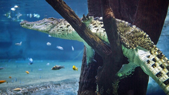 Nilkrokodil unter Wasser. © Uwe Wilkens Foto: Uwe Wilkens