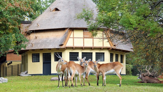 Antilopen in der historischen Huftieranlage im Zoo Rostock. © Zoo Rostock Foto: Kloock