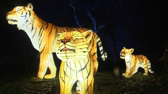 Tiger-Leuchtobjekte aus Ballonseide im Zoo Rostock. © NDR 