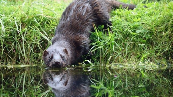Amerikanischer Nerz an einer Wasserstelle im Otterzentrum Hankensbüttel © NDR Foto: Kathrin Weber
