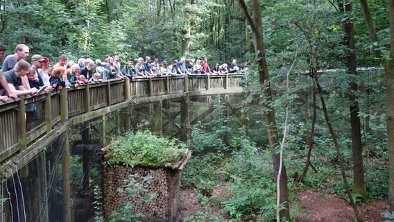 Besucher stehen im Otterzentrum Hankensbüttel auf einer Holzbrücke und schauen in das große Gehege der Baummarder. © NDR Foto: Kathrin Weber