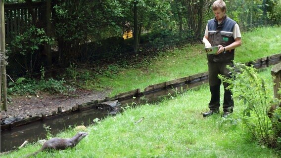 Ein Tierpfleger steht im Otterzentrum Hankensbüttel auf einer Wiese und füttert einen Fischotter. © NDR Foto: Kathrin Weber