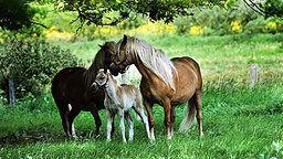 Pferde auf einer Wiese © dpa Foto: Peter Steffen