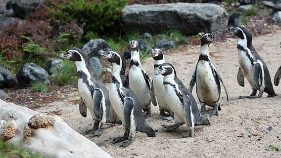 Pinguine im Polarium des Rostocker Zoos. © Zoo Rostock / Kloock 