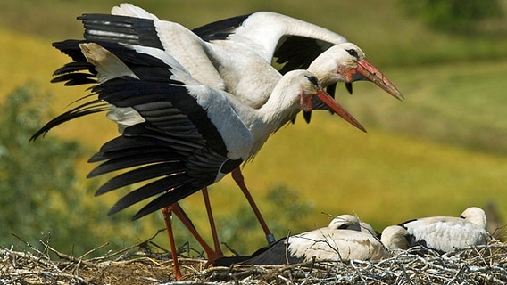 Weißstörche mit Jungtieren im Nest © imago/blickwinkel 