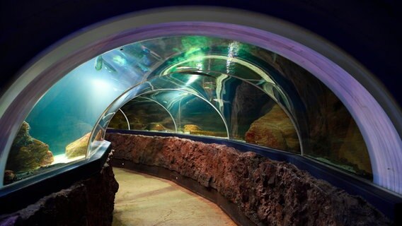 Durch den Glastunnel im Sylt-Aquarium sind Fische zu sehen. © picture alliance/imageBROKER/I. Schulz 