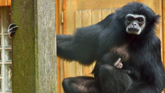 Gibbon-Mutter mit Jungtier im Tierpark Ströhen © Tierpark Ströhen 