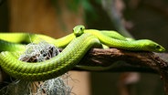 Grüne Mambas im Tropen-Aquarium Hagenbeck. © NDR Foto: Ulla Brauer