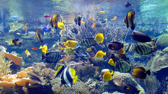 Aquarium "Korallen-Saumriff" mit Fischen im Tropen-Aquarium Hamburg. © Hagenbeck 