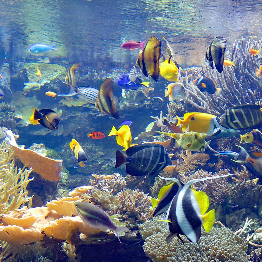 Aquarium "Korallen-Saumriff" mit Fischen im Tropen-Aquarium Hamburg. © Hagenbeck 
