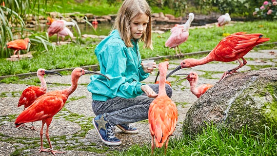 Ein Mädchen füttert Vögel in der Freiflughalle im Vogelpark Walsrode © Weltvogelpark Walsrode 