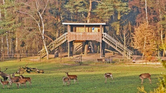 Rehe im Freigehege und ein Beobachtungsplattform im Wildpark Lüneburger Heide. © Angela Kraft Foto: Angela Kraft