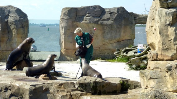 Fütterung der Seelöwen im Zoo am Meer in Bremerhaven. © NDR Foto: Kathrin Weber